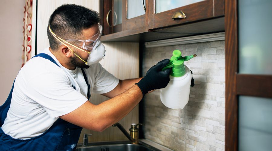 Residential pest control treatment in kitchen