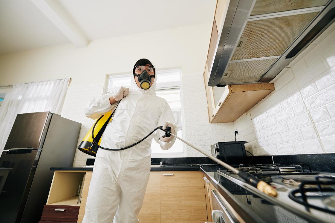 Kitchen pest control treatment